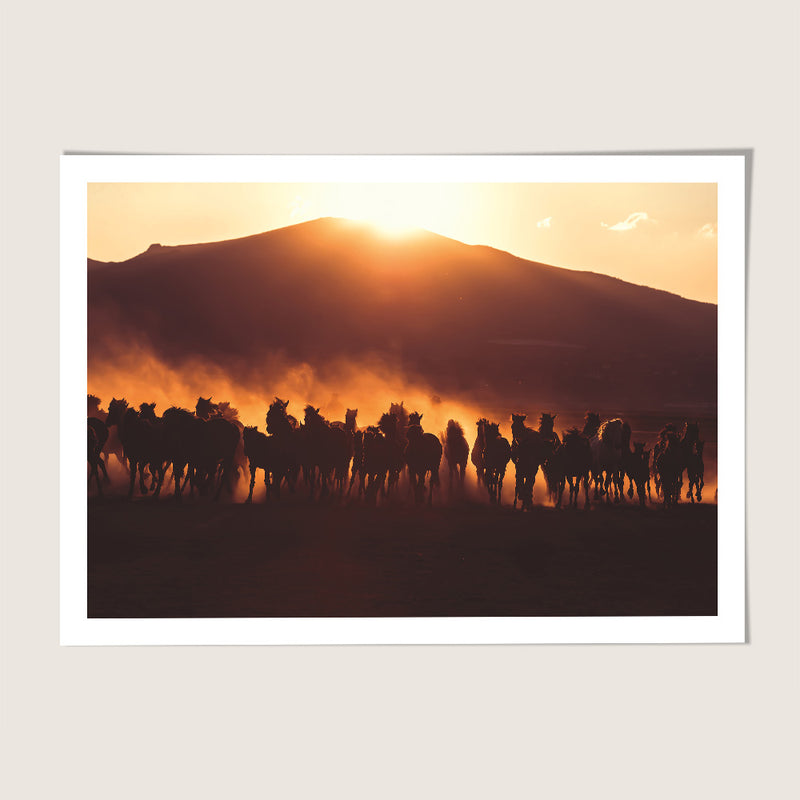 Wild horses Turkey