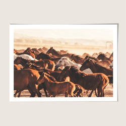 Wild horses Cappadocia