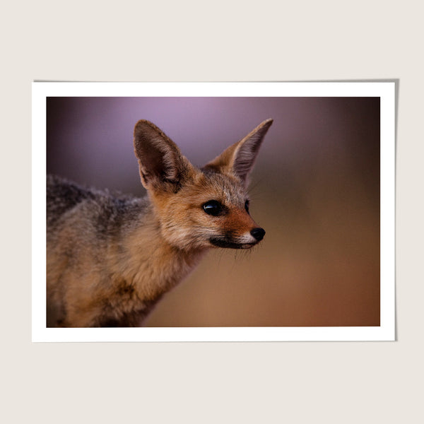 Cape Fox