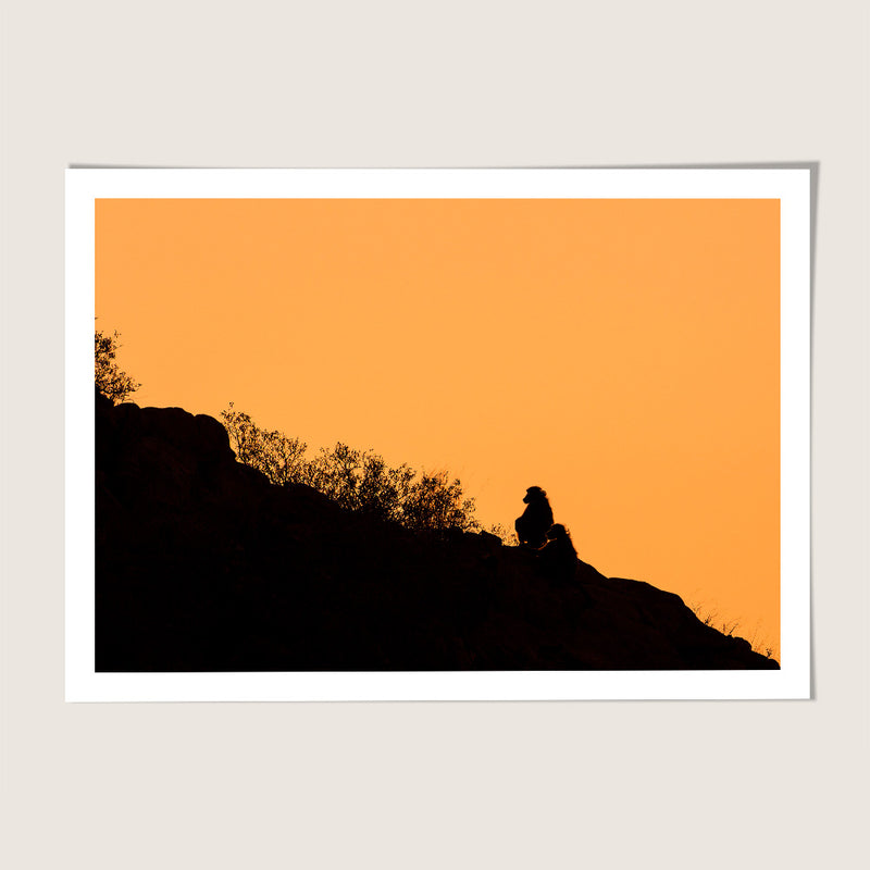 Sunset monkey