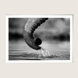 Elephant trunk