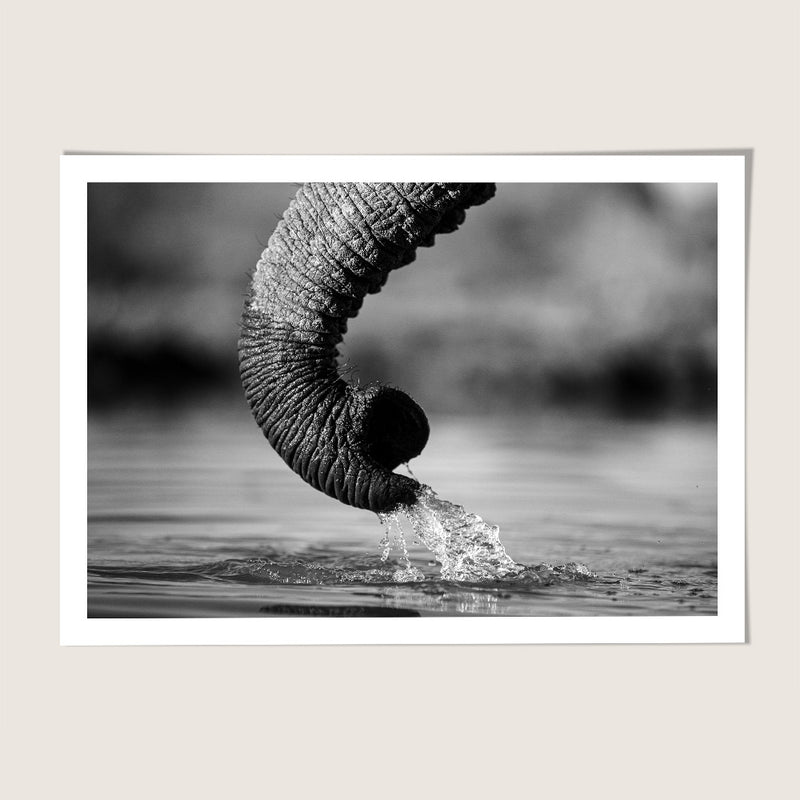 Elephant trunk