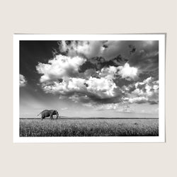 Elephant plains