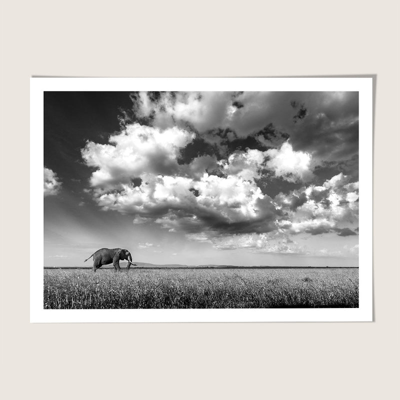 Elephant plains