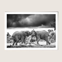Elephant Battle