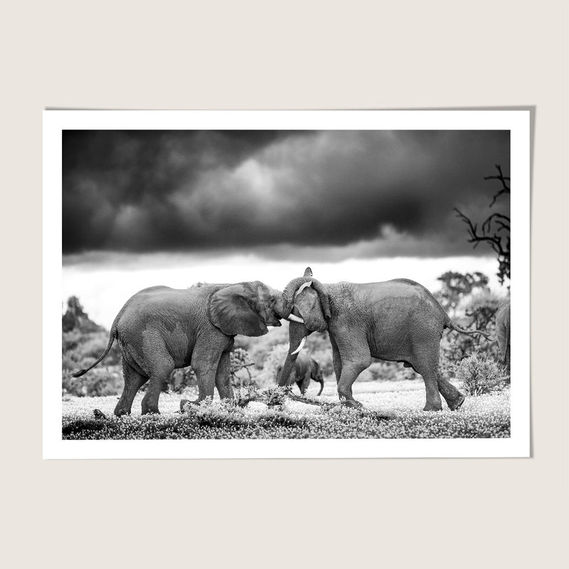 Elephant Battle