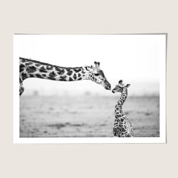Giraffe kiss