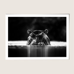Hippopotamus