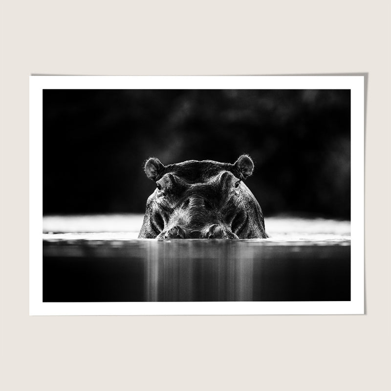 Hippopotamus