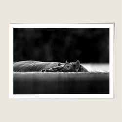 Hippo