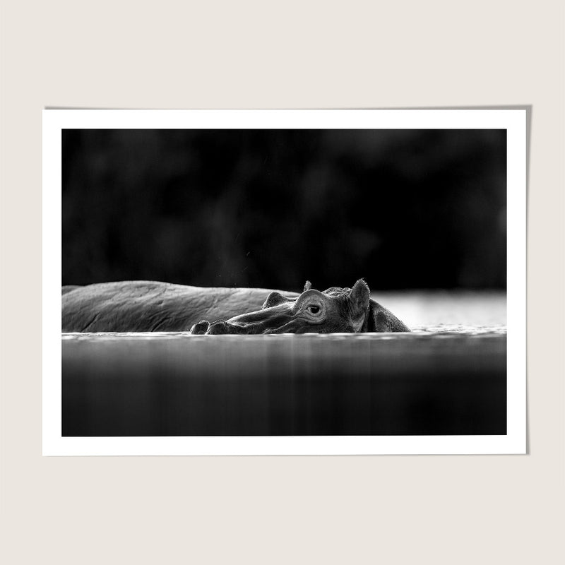 Hippo