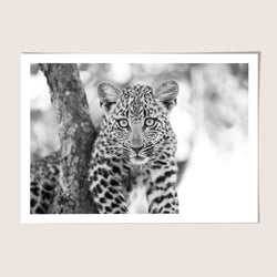 Leopard cub