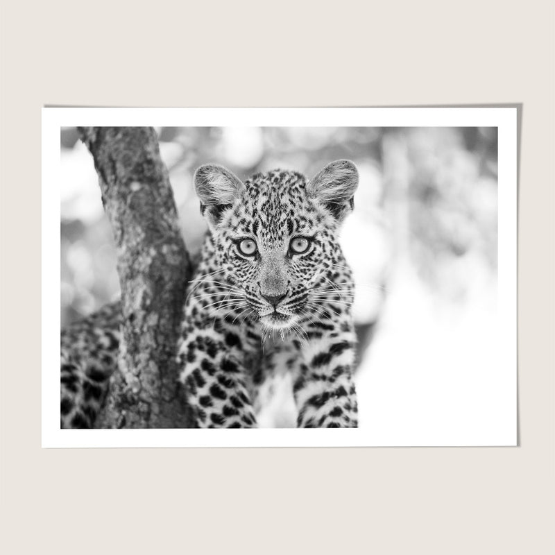 Leopard cub