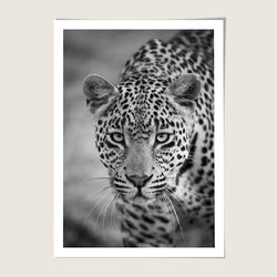 Leopard Close-up