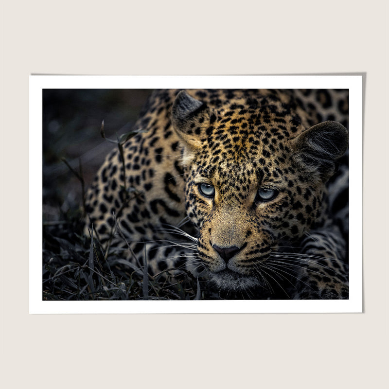 Leopard rest