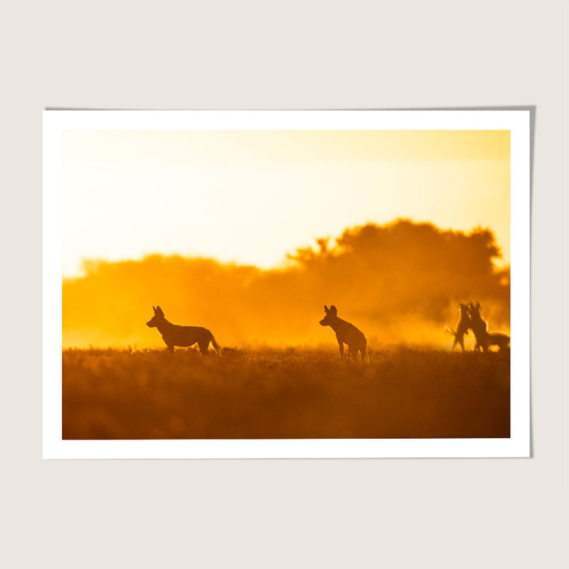 Wild dog sunset