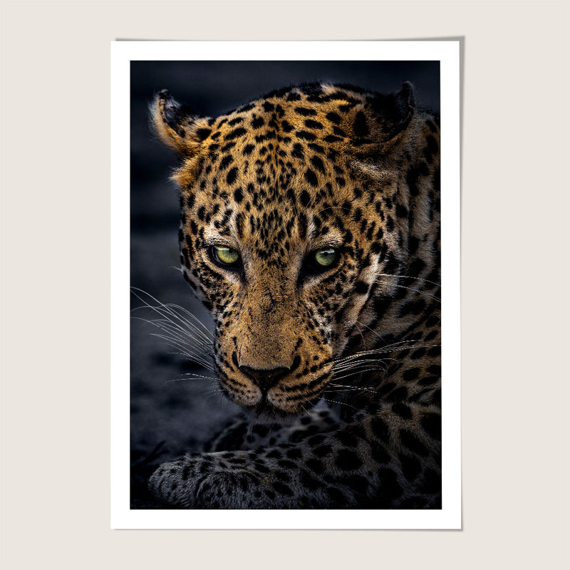 Leopard portrait