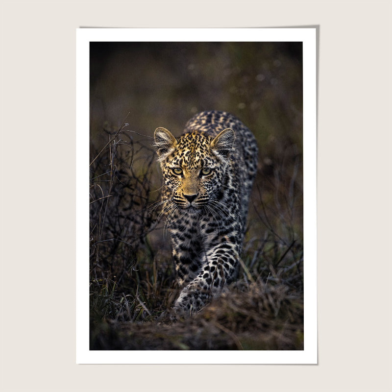 Leopard sneak