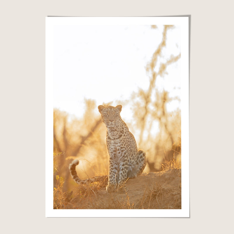 Leopard Sunset