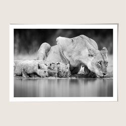 Lion Family