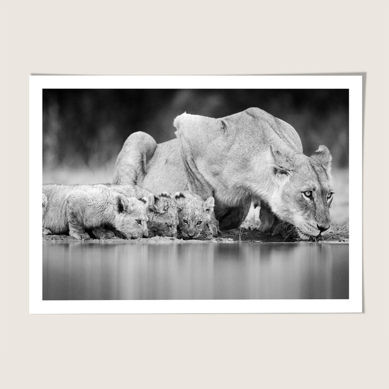 Lion Family