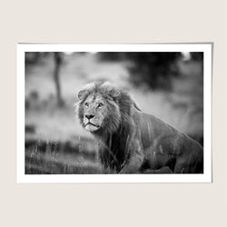 Lion hunt