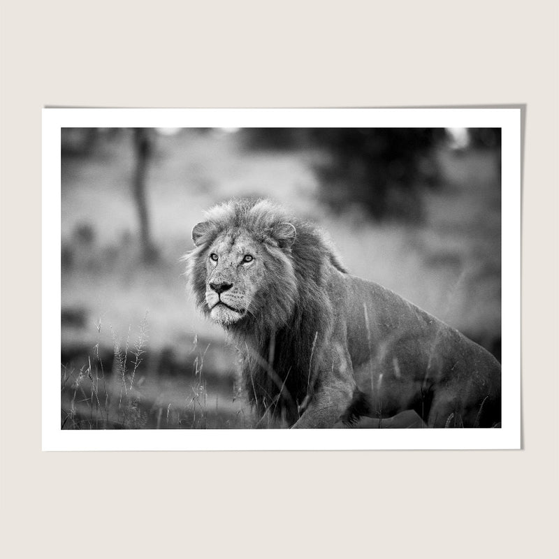Lion hunt