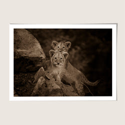 Lion cubs
