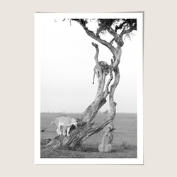 Lion tree