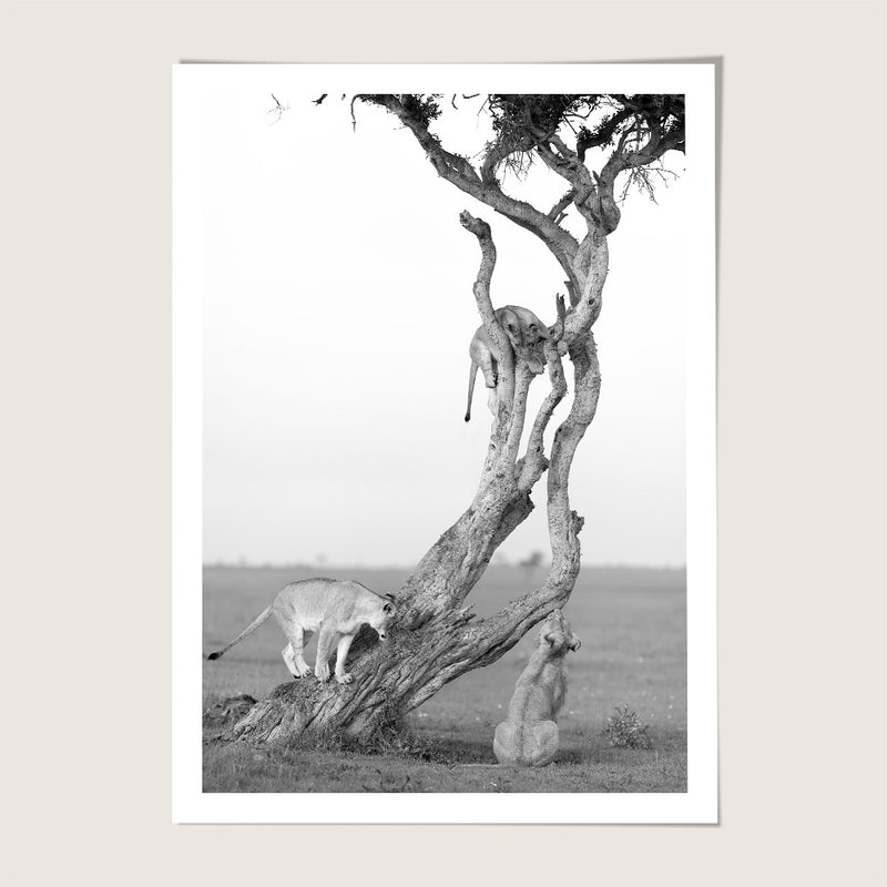 Lion tree