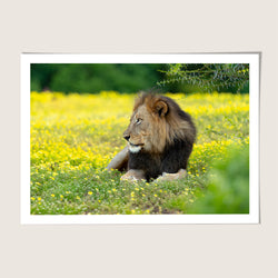 Lion flower field