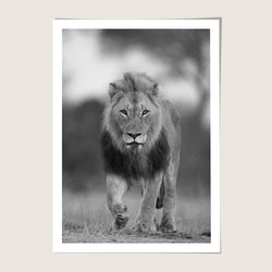 Lion stroll