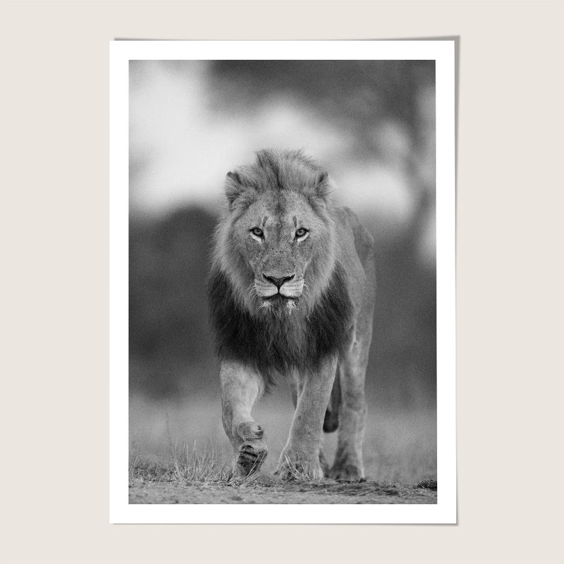 Lion stroll