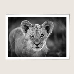 Lion cub portrait
