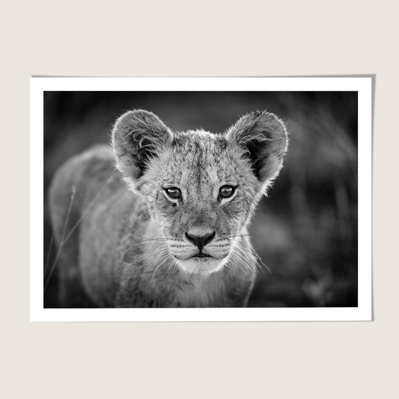 Lion cub portrait