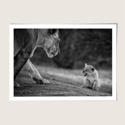 Lion cub