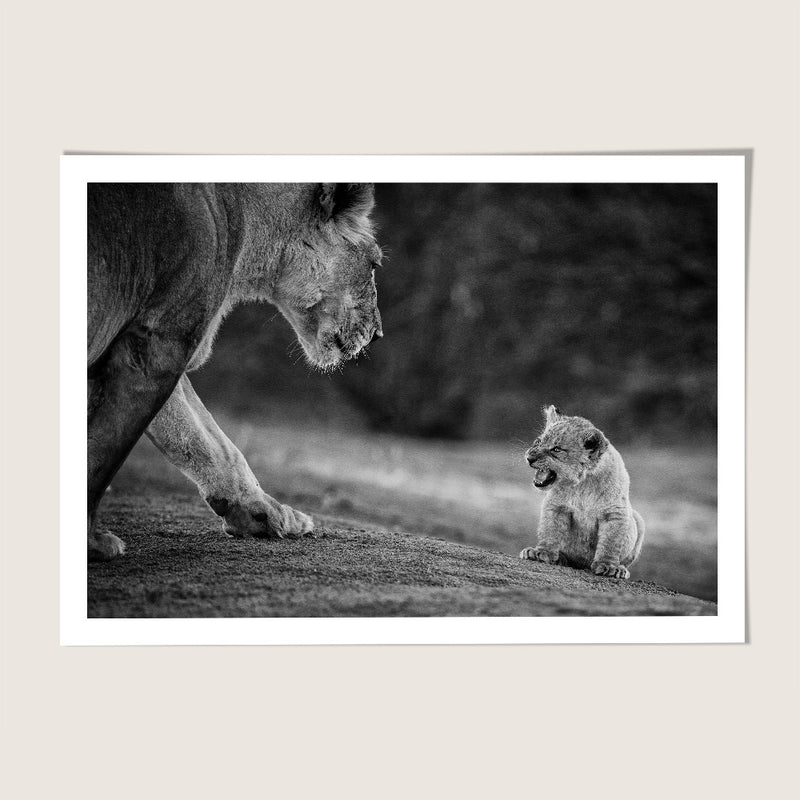 Lion cub