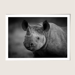 Rhino Portrait