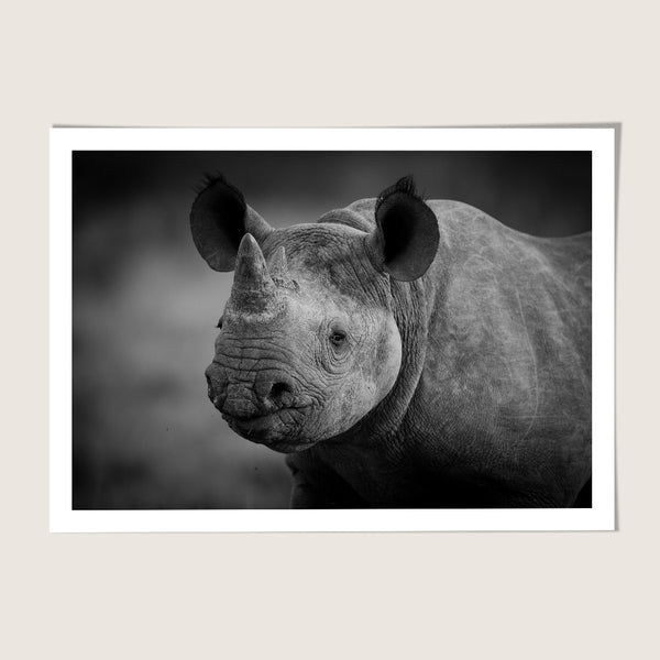 Rhino Portrait
