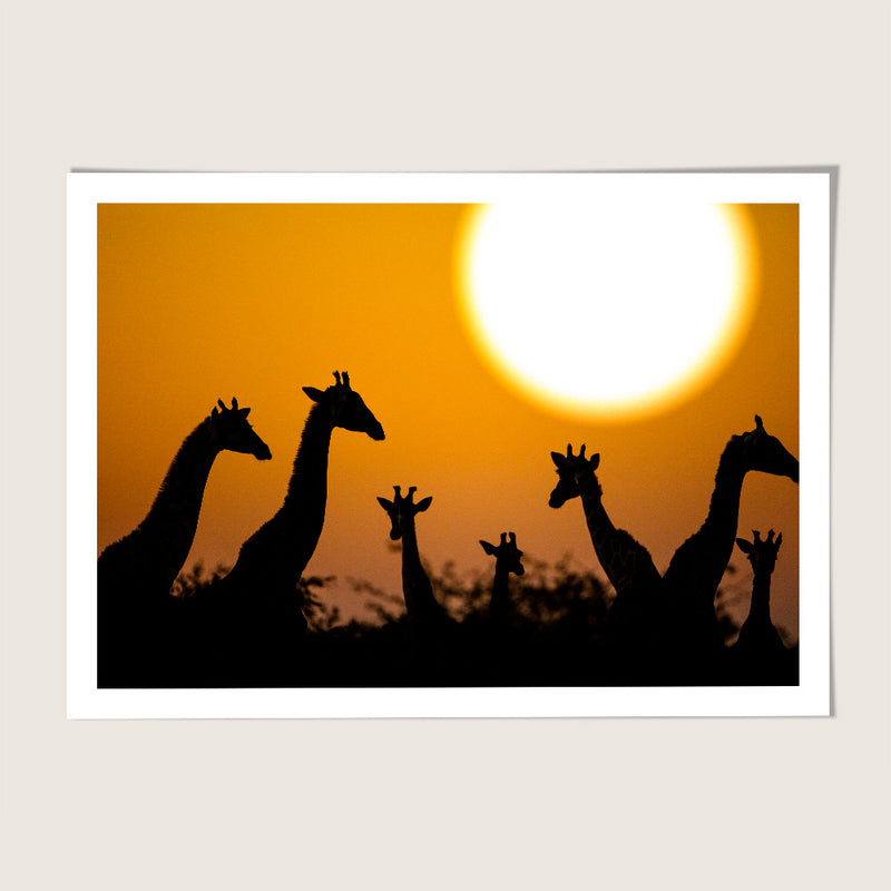 Giraffe sunset