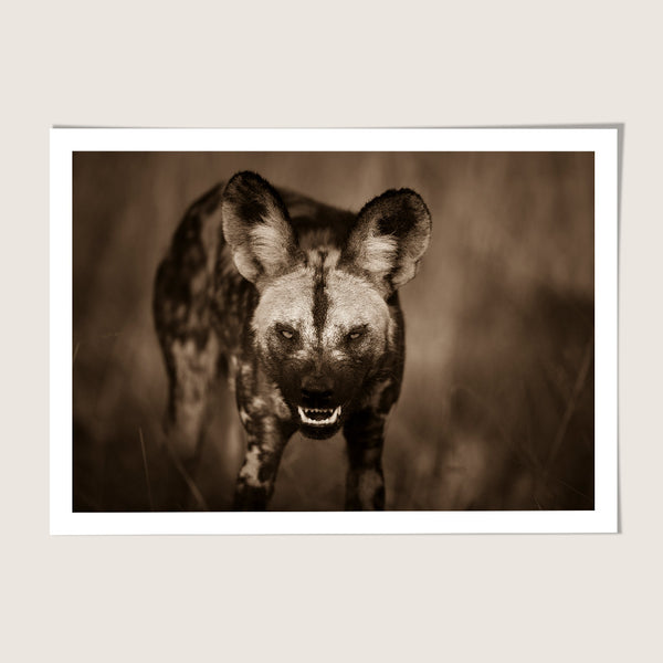 Aggressive wild dog