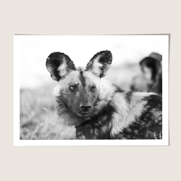 Wild Dog
