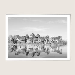 Zebra's Reflection