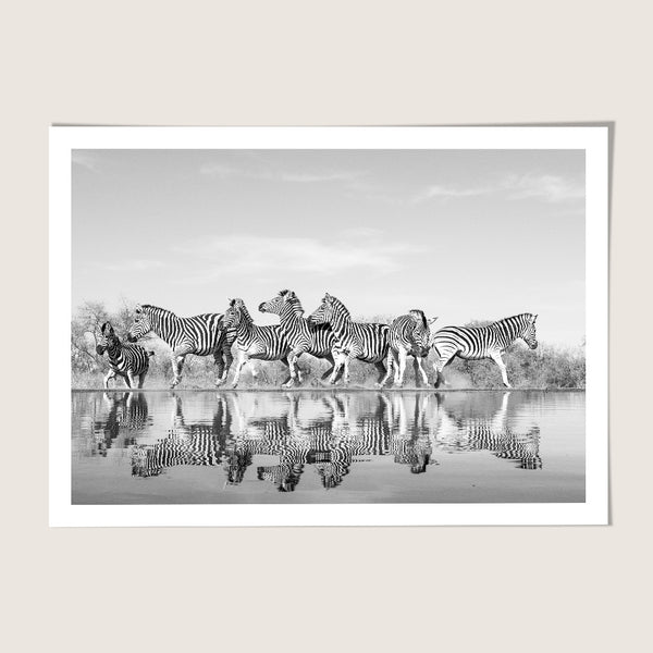 Zebra's Reflection
