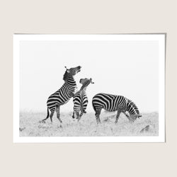 Zebra scuffle
