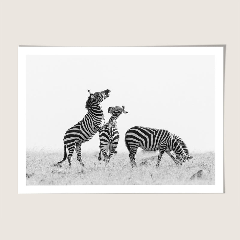 Zebra scuffle