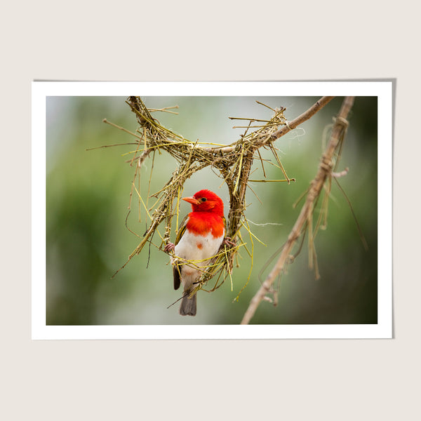 Love bird