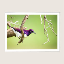 Purple Bird