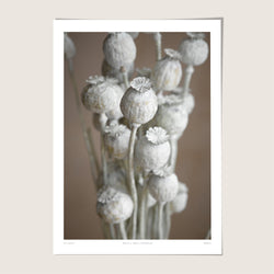 Papaver