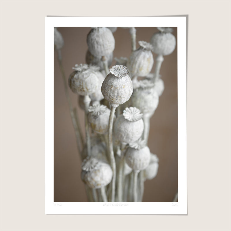 Papaver